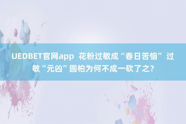 UEDBET官网app  花粉过敏成“春日苦恼” 过敏“元凶”圆柏为何不成一砍了之？
